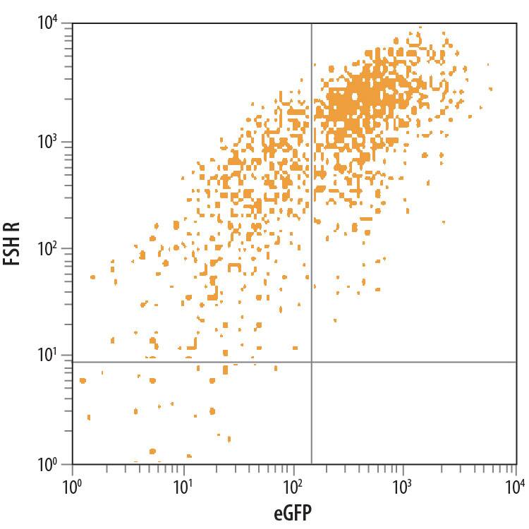 Detection of FSH R antibody in HEK293 Human Cell Line Transfected with Human FSH R and eGFP antibody by Flow Cytometry.