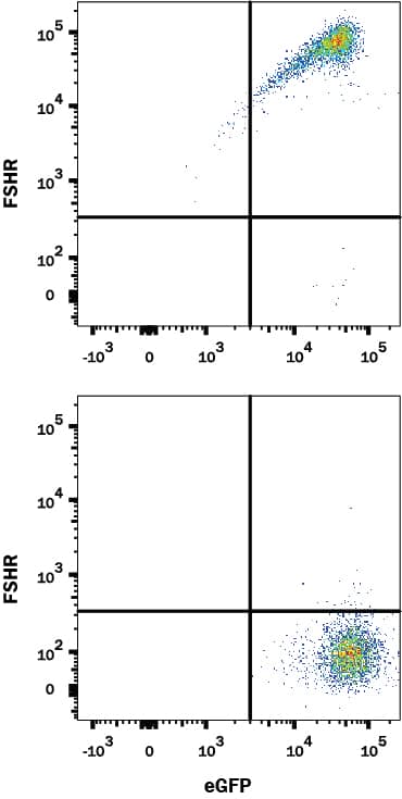 Detection of FSH R antibody in HEK293 Human Cell Line Transfected with Human FSH R and eGFP antibody by Flow Cytometry.