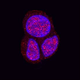 FUBI/MNSF beta antibody in HEK293 Human Cell Line by Immunocytochemistry (ICC).