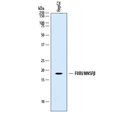 Detection of Human FUBI/MNSF beta antibody by Western Blot.