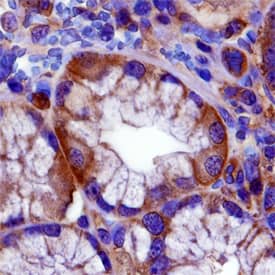 FXYD5/Dysadherin antibody in Human Stomach by Immunohistochemistry (IHC-P).