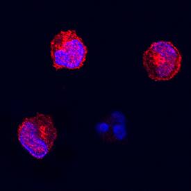 Fas/TNFRSF6/CD95 antibody in Feline PBMCs by Immunocytochemistry (ICC).