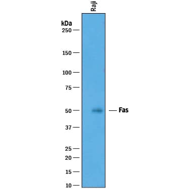 Detection of Human Fas/TNFRSF6/CD95 antibody by Western Blot.