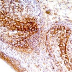 Fas/TNFRSF6/CD95 antibody in Mouse Embryo by Immunohistochemistry (IHC-Fr).