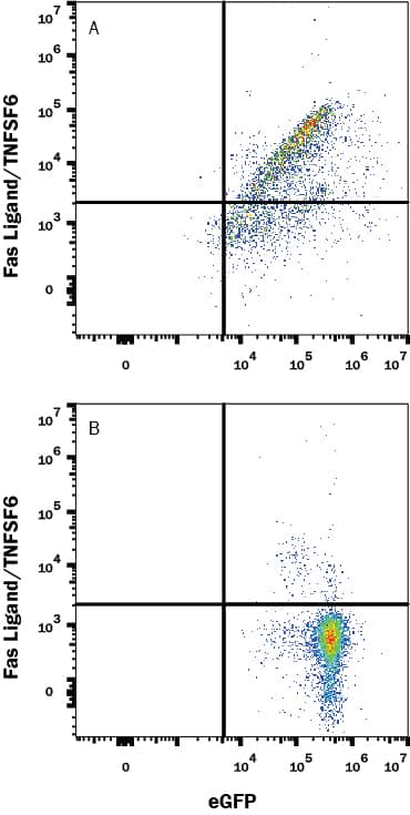 Detection of Fas Ligand/TNFSF6 antibody in HEK293 Human Cell Line Transfected with Human Fas Ligand/TNFSF6 and eGFP antibody by Flow Cytometry.