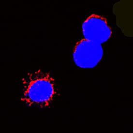 Fas Ligand/TNFSF6 antibody in Rat Splenocytes by Immunocytochemistry (ICC).