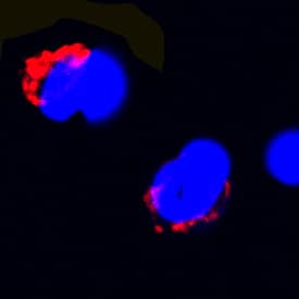 Fas Ligand/TNFSF6 antibody in Rat Splenocytes by Immunocytochemistry (ICC).