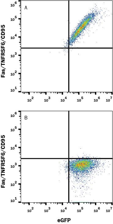 Detection of Fas/TNFRSF6/CD95 antibody in HEK293 Human Cell Line Transfected with Human Fas/TNFRSF6/CD95 and eGFP antibody by Flow Cytometry.