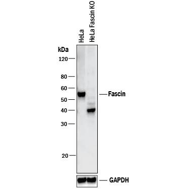 Western Blot Shows Human Fascin Antibody Specificity by Using Knockout Cell Line.