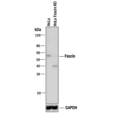 Western Blot Shows Human Fascin Antibody Specificity by Using Knockout Cell Line.