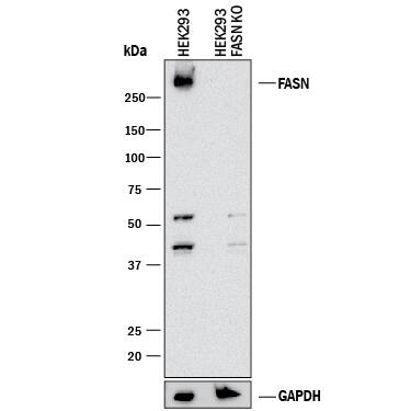 Western Blot Shows Human Fatty Acid Synthase/FASN Antibody Specificity by Using Knockout Cell Line.