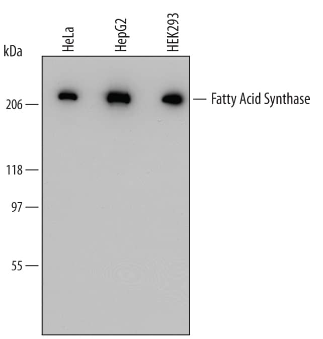 Detection of Human Fatty Acid Synthase/FASN antibody by Western Blot.