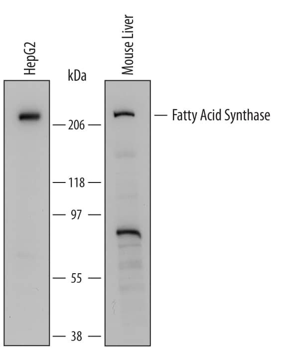 Detection of Human and Mouse Fatty Acid Synthase/FASN antibody by Western Blot.