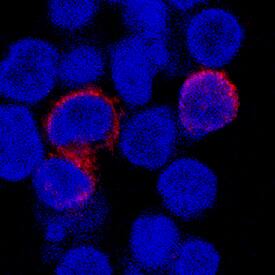 Fc gamma RIIIA/CD16a antibody in Human PBMCs by Immunocytochemistry (ICC).