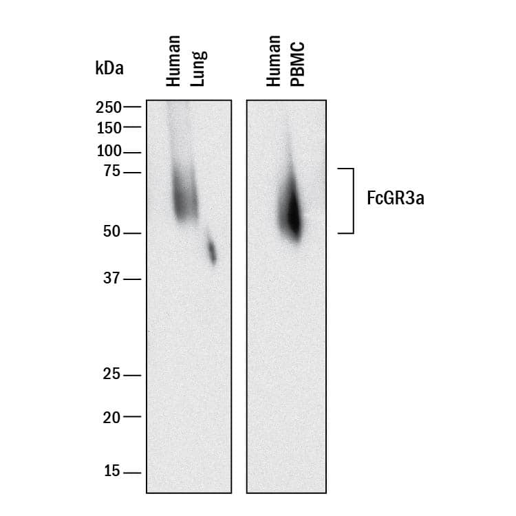 Detection of Human Fc? RIIIA/CD16a antibody by Western Blot.