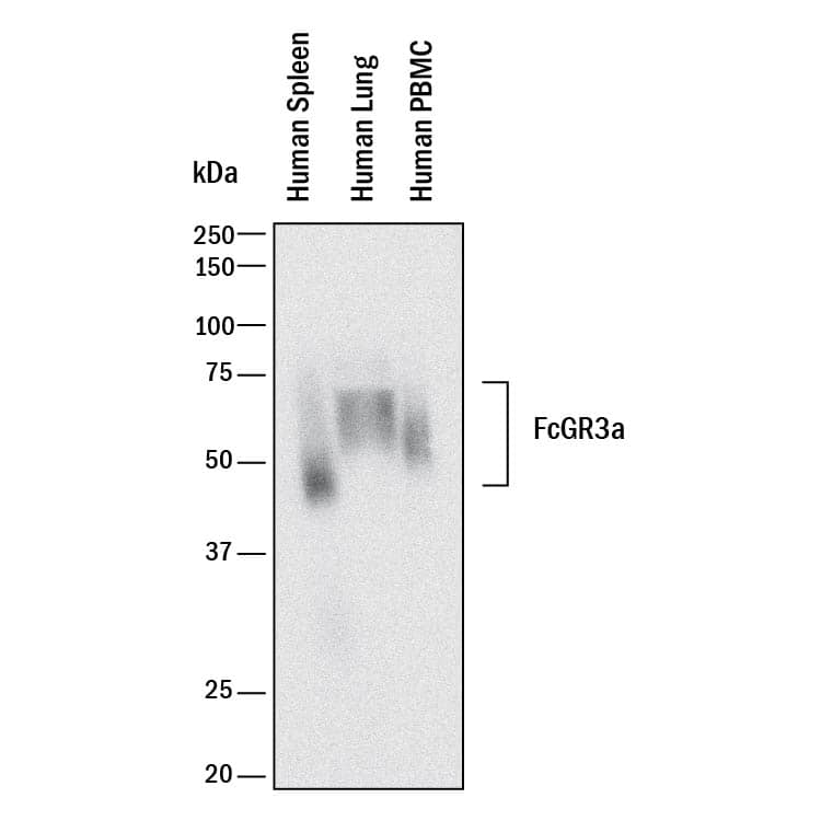 Detection of Human Fc gamma RIII (CD16) antibody by Western Blot.