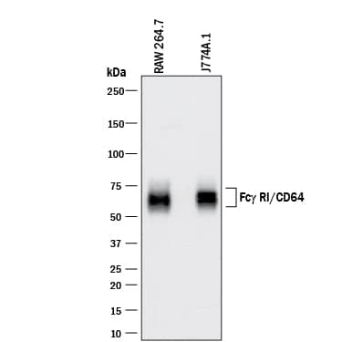 Detection of Mouse Fc? RI/CD64 antibody by Western Blot.