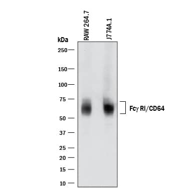 Detection of Mouse Fc? RI/CD64 antibody by Western Blot.