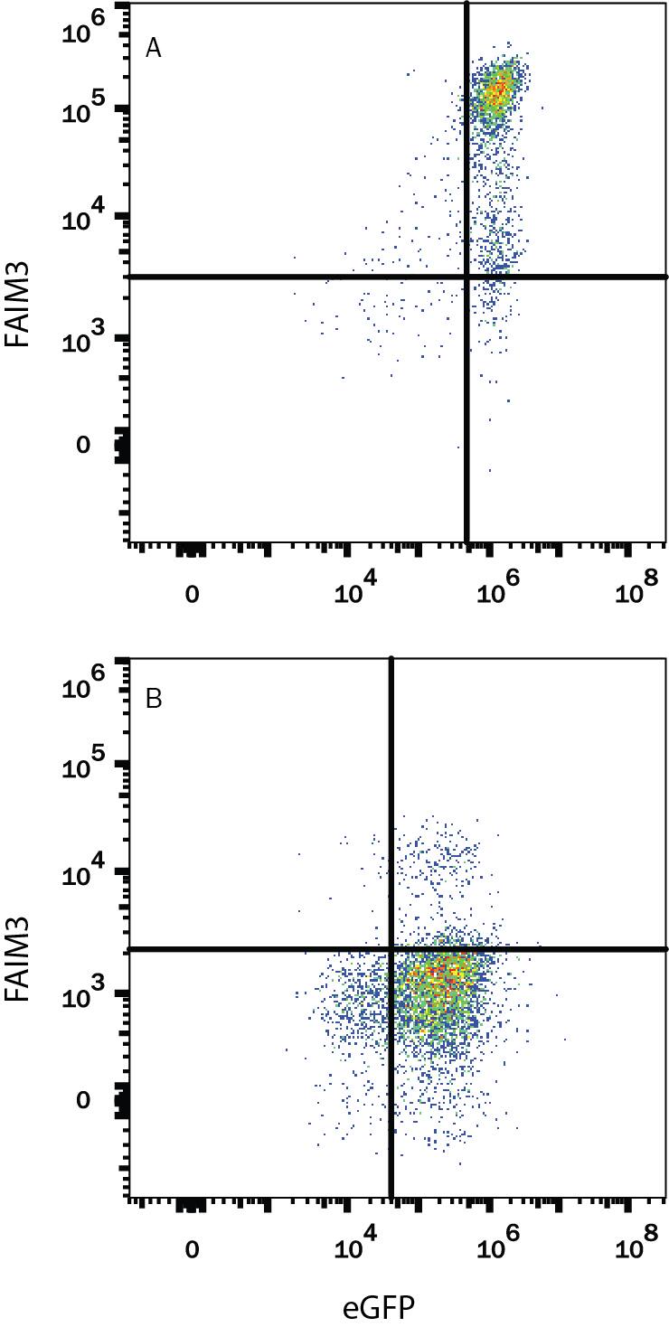 Detection of FAIM3 antibody in HEK293 Human Cell Line Transfected with Human FAIM3 and eGFP antibody by Flow Cytometry.