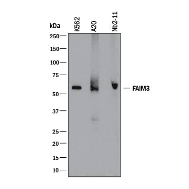 Detection of Human, Mouse, and Rat Fc mu R/FAIM3 antibody by Western Blot.