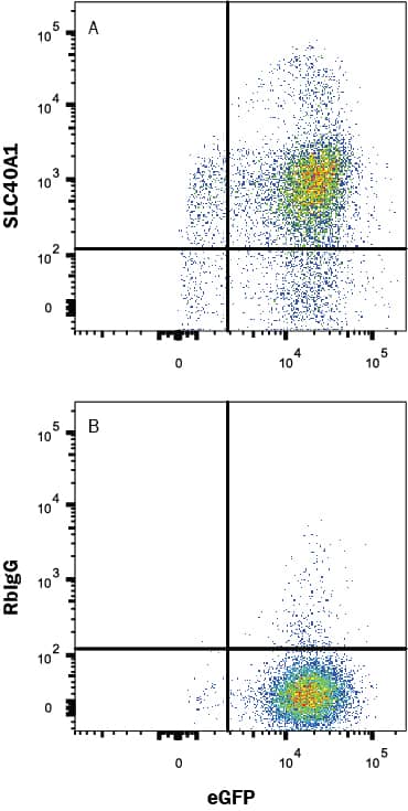 Detection of Ferroportin/SLC40A1 antibody in HEK293 Human Cell Line Transfected with Human Ferroportin/SLC40A1 and eGFP antibody by Flow Cytometry.