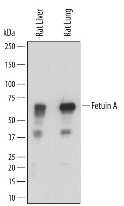 Detection of Rat Fetuin A/AHSG antibody by Western Blot.