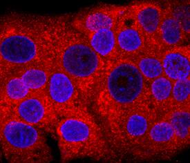 Fgr antibody in HepG2 Human Cell Line by Immunocytochemistry (ICC).