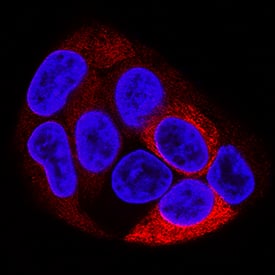 Fibrinopeptide B antibody in HepG2 Human Cell Line by Immunocytochemistry (ICC).