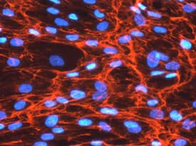 Fibronectin antibody in WS-1 Human Cell Line by Immunocytochemistry (ICC).