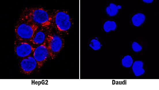 Fibronectin antibody in HepG2 and Daudi Human Cell Lines by Immunocytochemistry (ICC).