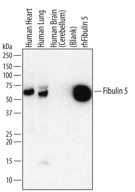 Detection of Human Fibulin 5/DANCE antibody by Western Blot.