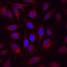 Follistatin-like 1/FSTL1 antibody in HeLa Human Cell Line by Immunocytochemistry (ICC).