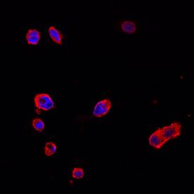 Follistatin-like 1/FSTL1 in PC‑12 Rat Cell Line. Follistatin-like 1/FSTL1 antibody in PC-12 Rat Cell Line by Immunocytochemistry (ICC).