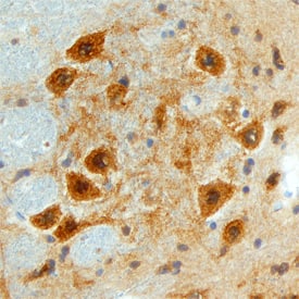 Follistatin-like 4/FSTL4 antibody in Mouse Brain by Immunohistochemistry (IHC-Fr).