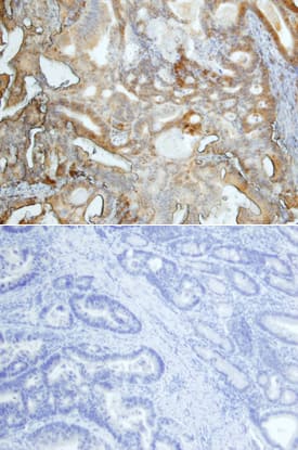 FosB/G0S3 antibody in Human Pancreas by Immunohistochemistry (IHC-P).