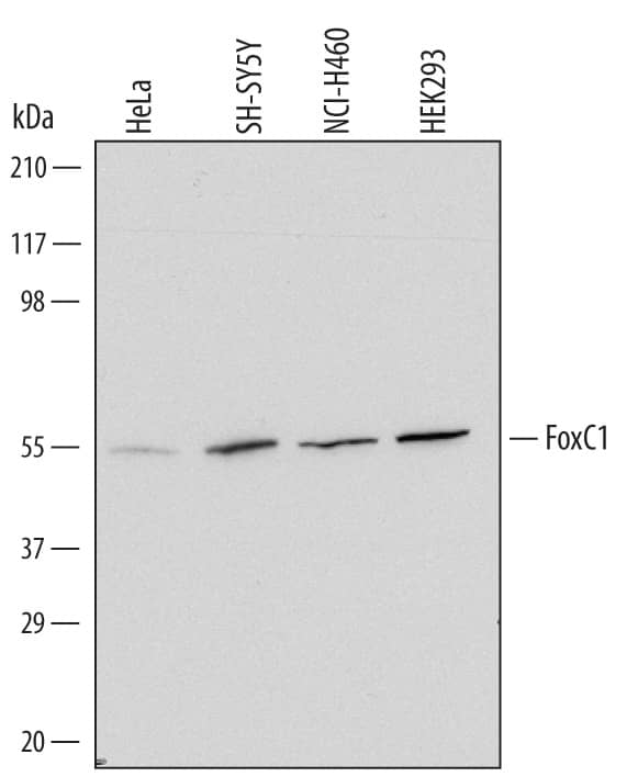 Detection of Human FoxC1 antibody by Western Blot.