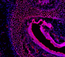 FoxC2 antibody in Mouse Embryo by Immunohistochemistry (IHC-Fr).