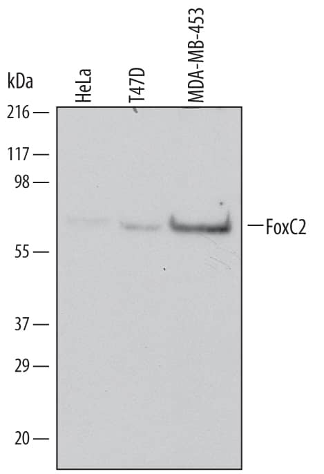 Detection of Human FoxC2 antibody by Western Blot.