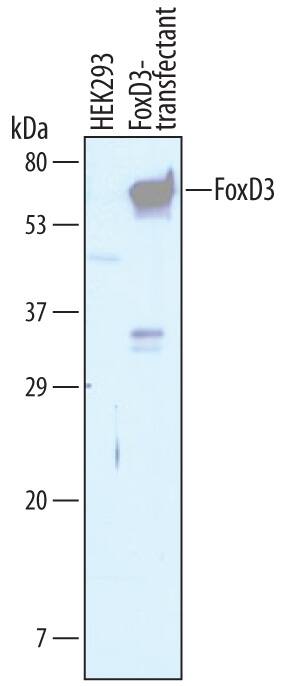 Detection of Human FoxD3 antibody by Western Blot.