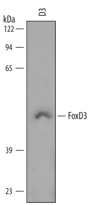 Detection of Mouse FoxD3 antibody by Western Blot.