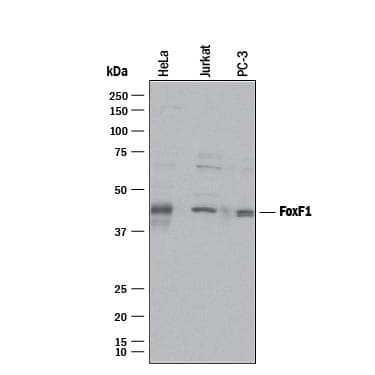 Detection of Human FoxF1 antibody by Western Blot.