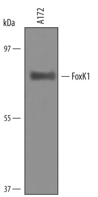 Detection of Human FoxK1 antibody by Western Blot.