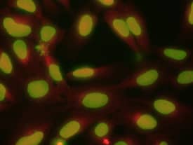 FoxM1 antibody in U2OS Human Cell Line by Immunocytochemistry (ICC).