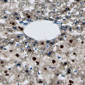 FoxN1 antibody in Mouse Liver by Immunohistochemistry (IHC-Fr).