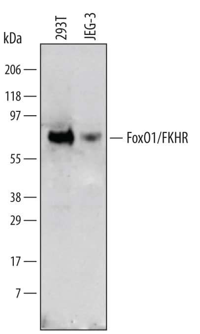 Detection of Human FoxO1/FKHR antibody by Western Blot.