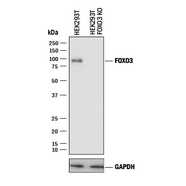 Western Blot Shows Human FoxO3 Antibody Specificity by Using Knockout Cell Line.