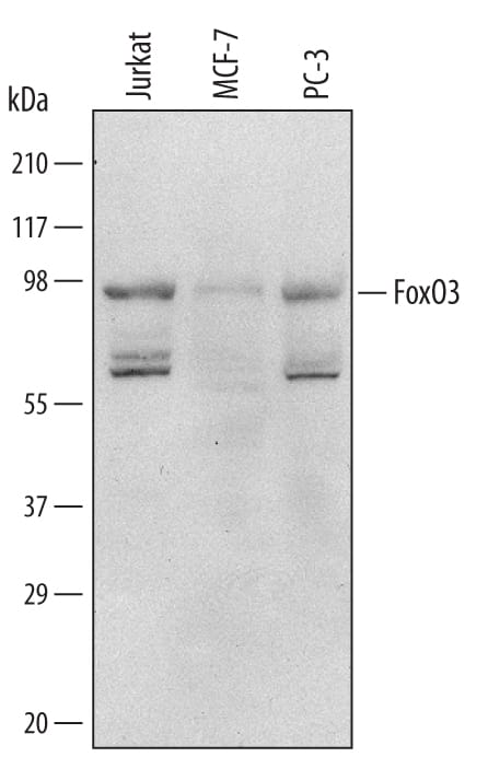 Detection of Human FoxO3 antibody by Western Blot.