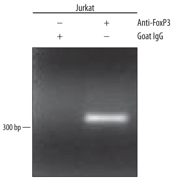 Detection of FoxP3-regulated Genes antibody by Chromatin Immunoprecipitation.
