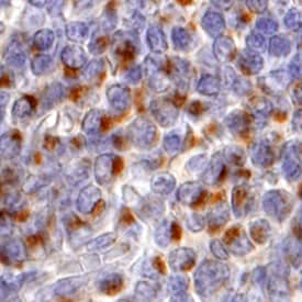 FoxP3 antibody in Human Tonsil by Immunohistochemistry (IHC-P).