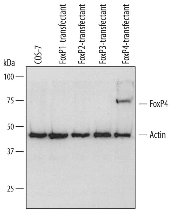 Detection of Human FoxP4 antibody by Western Blot.